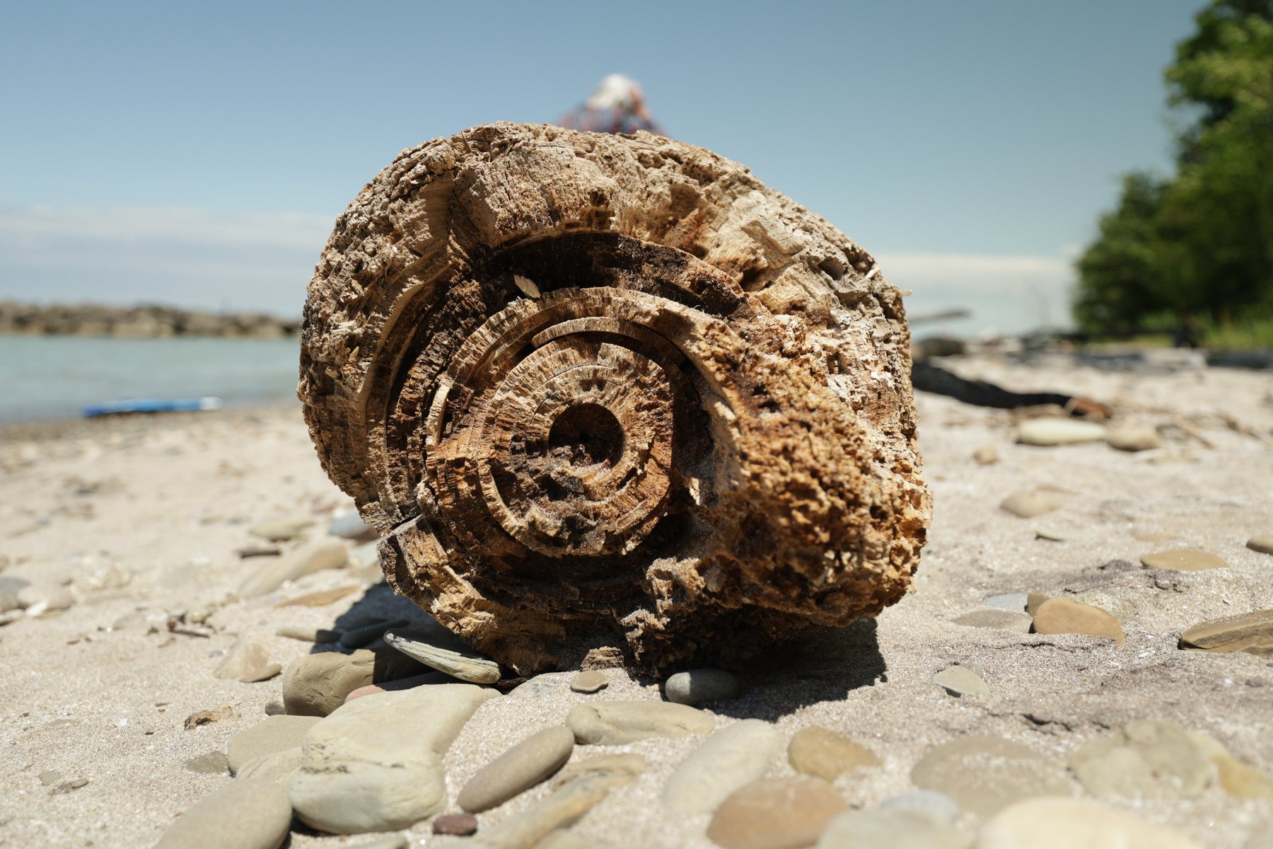 Close detail of driftwood on a beach.