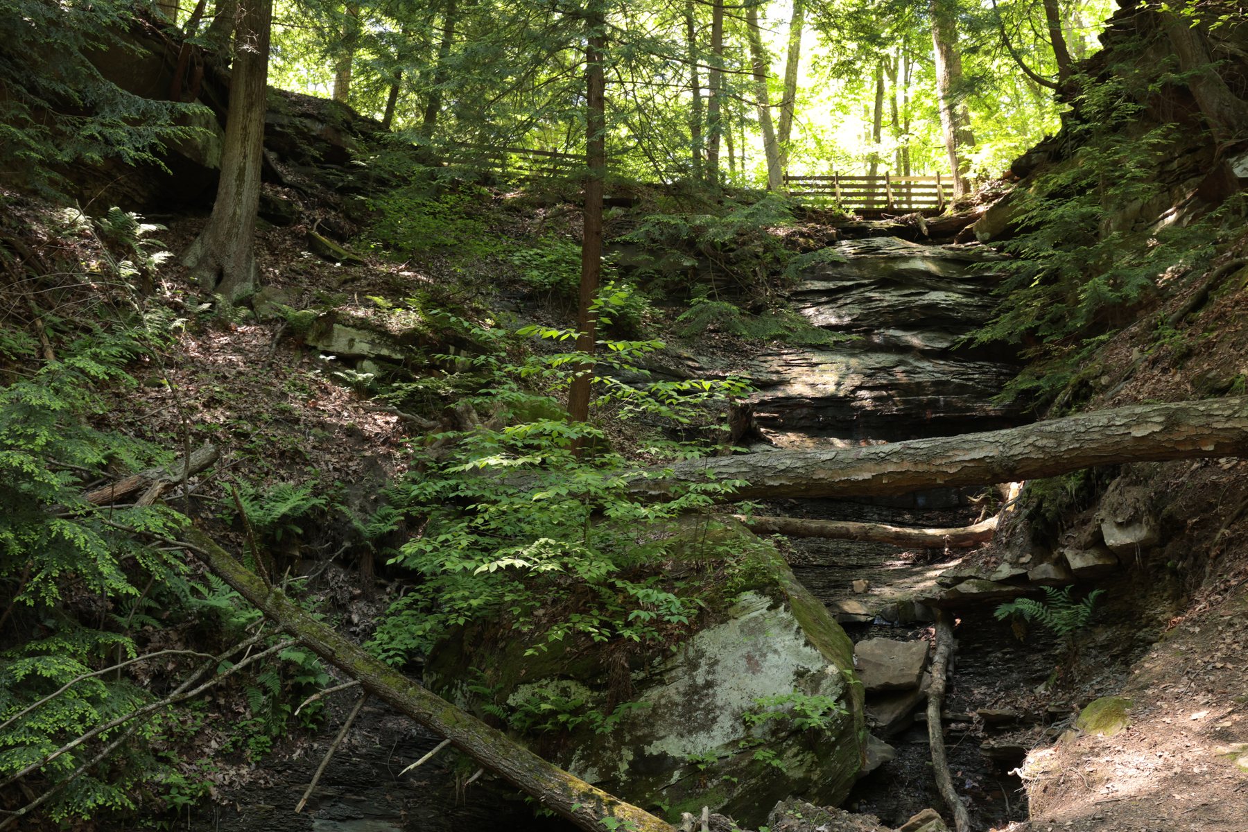 Wooded creek path with stone steps.